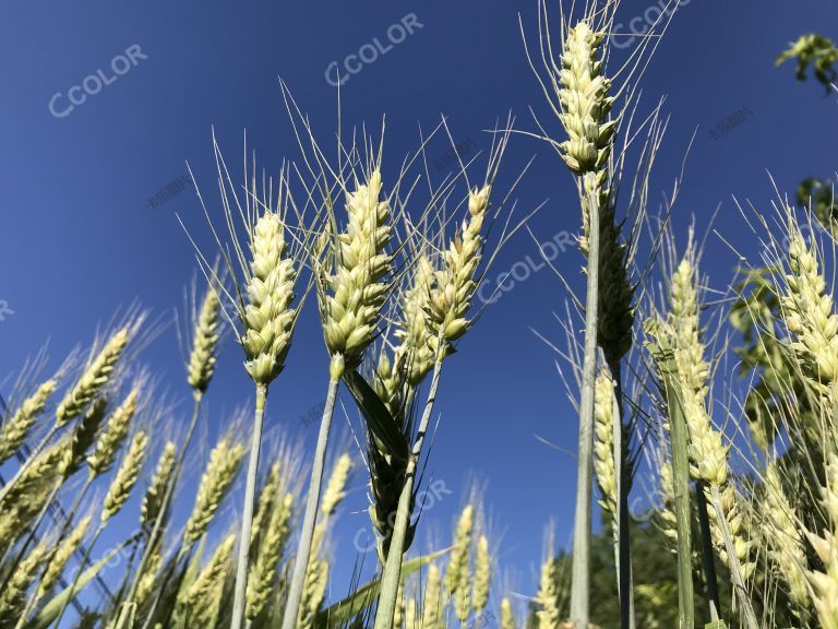 小麦 农作物
